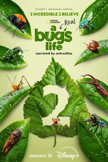 مسلسل A Real Bug’s Life الموسم الثاني الحلقة 1 مترجمة